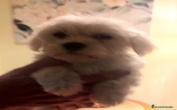 Bichón Maltés perros en venta: Bichoncitos Maltés - Imagen 4
