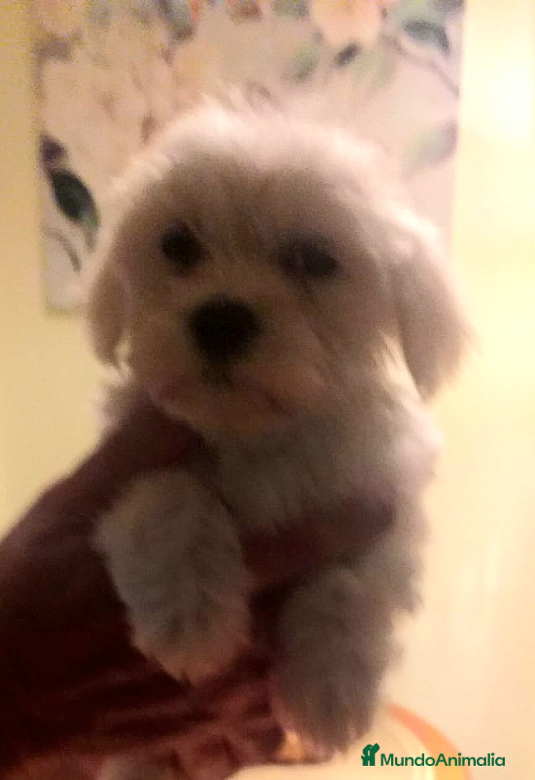 Bichón Maltés perros en venta: Bichoncitos Maltés - Imagen 4