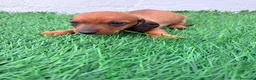 Teckel Miniatura perros en venta: Teckel miniatura rojizo - Anuncio 7