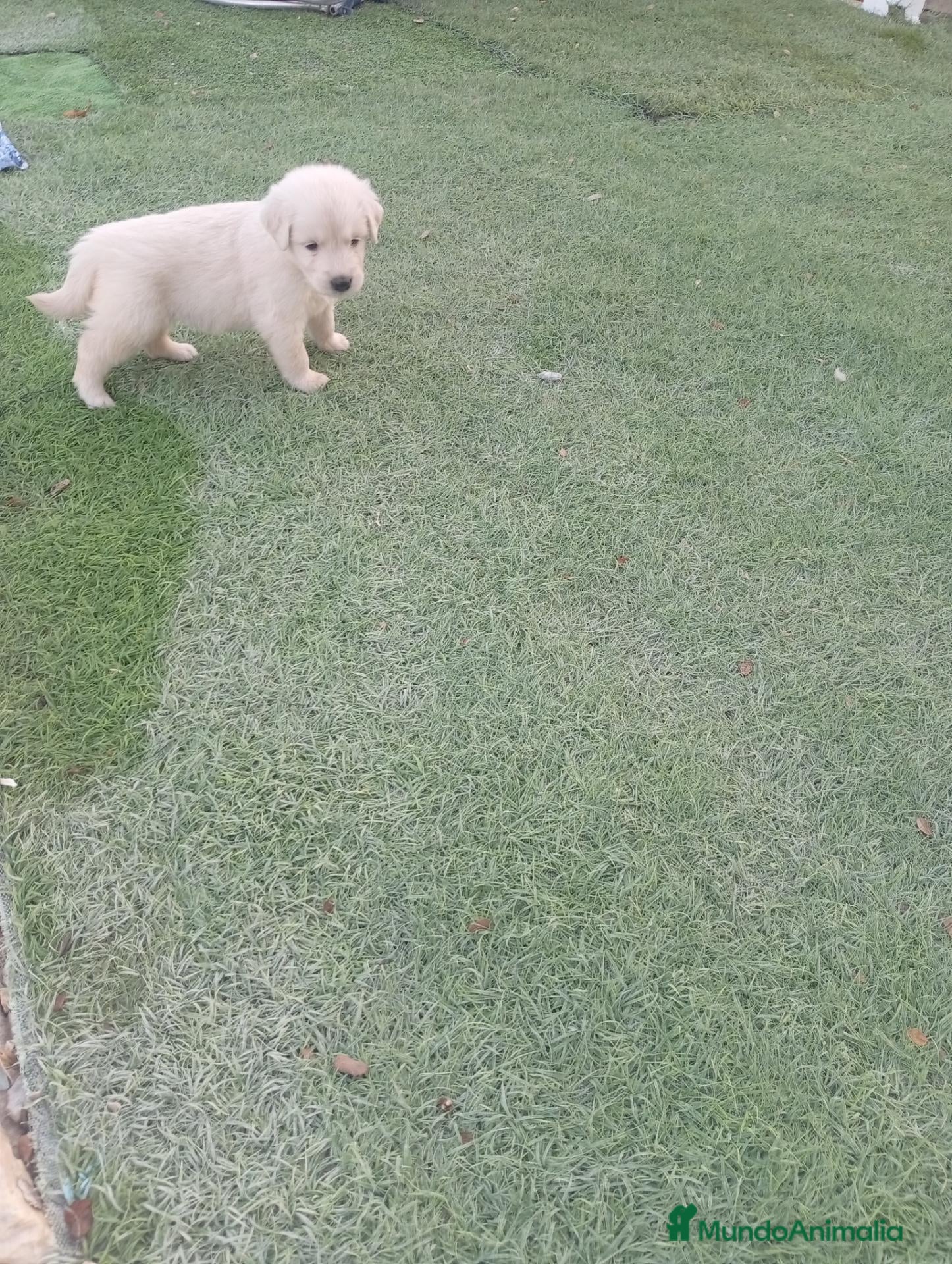 Golden Retriever perros Golden retriever  - Anuncio 1