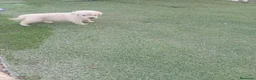 Golden Retriever perros en venta: Golden retriever  - Anuncio 1