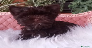 Yorkshire Terrier perros Cachorros Yorkshire chocolate Micro/Toy - Anuncio 3