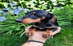Teckel perros en venta: Teckel miniatura  - Imagen 1