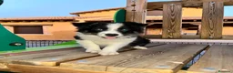 Border Collie perros en venta: Border collie  - Anuncio 3