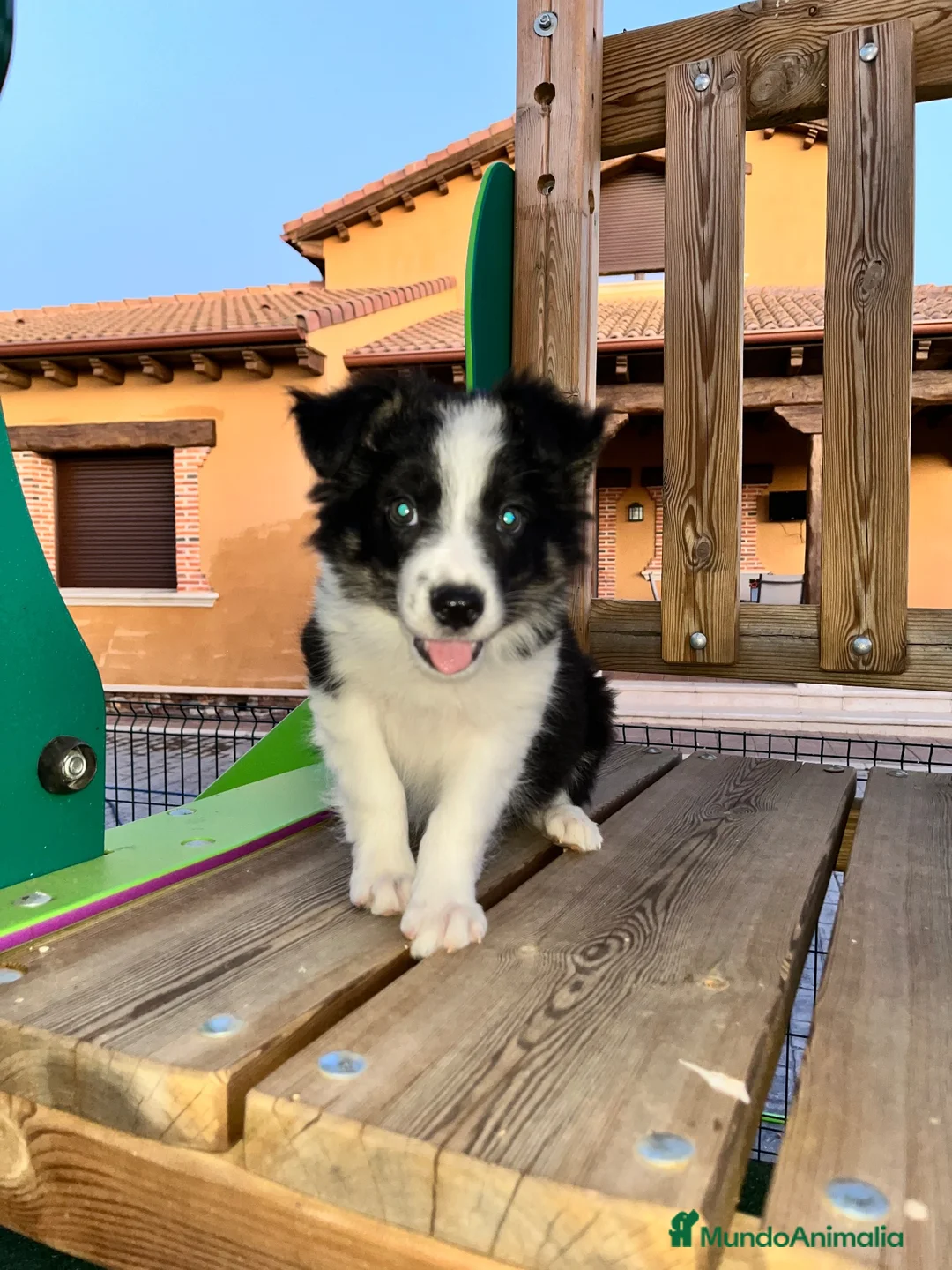 Border Collie perros en venta: Border collie  - Anuncio 3