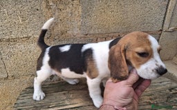 Beagle perros en venta: Beagle  - Anuncio 4