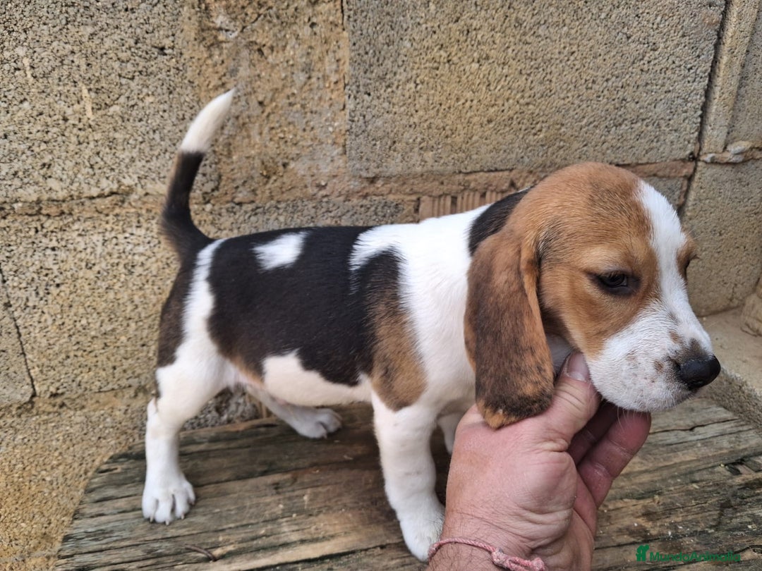 Beagle perros en venta: Beagle  - Anuncio 4