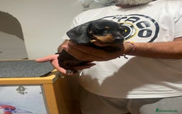 Teckel Miniatura perros en venta: Teckel mini - Imagen 1
