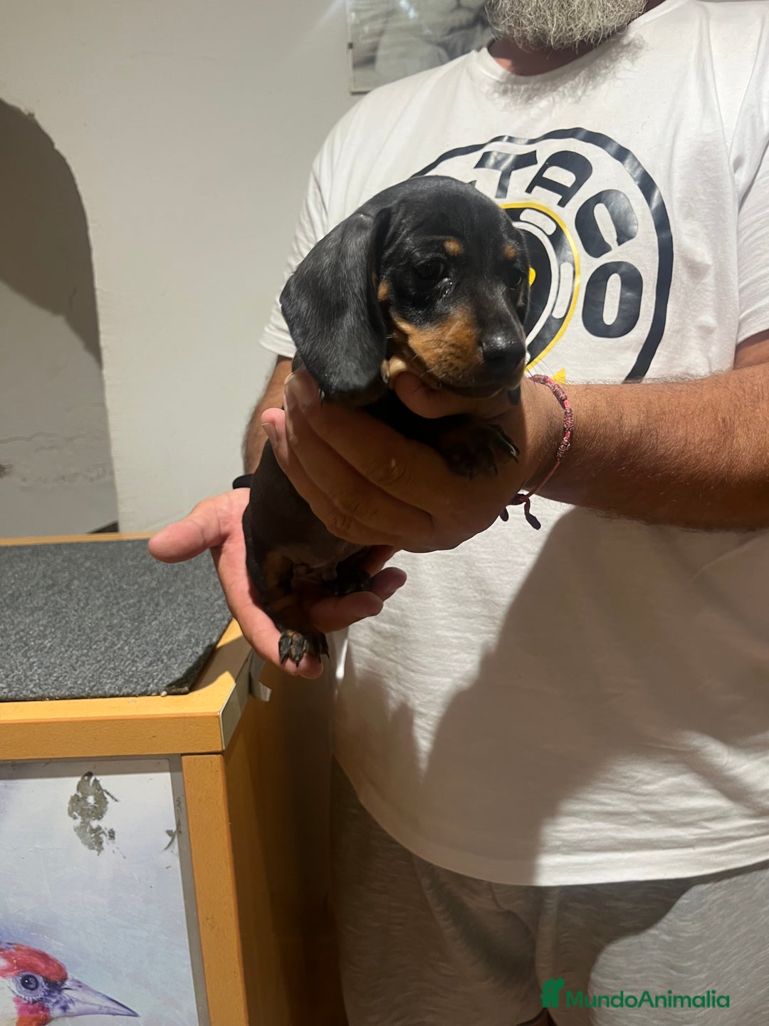 Teckel Miniatura perros en venta: Teckel mini - Imagen 1