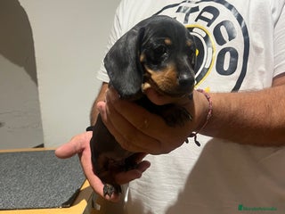 Teckel Miniatura perros - Anuncio 34