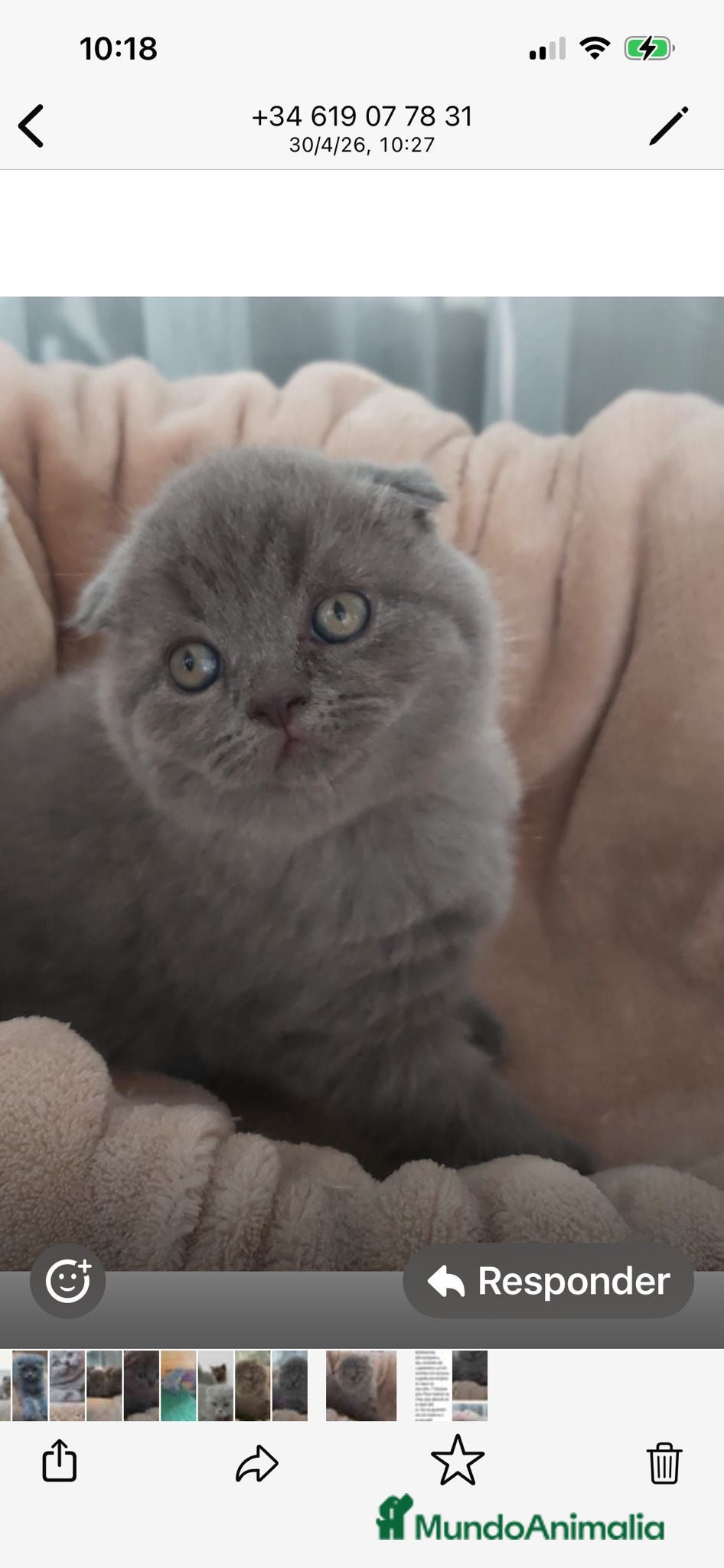 Scottish Fold gatos Macho de Scotish Fold - Anuncio 2