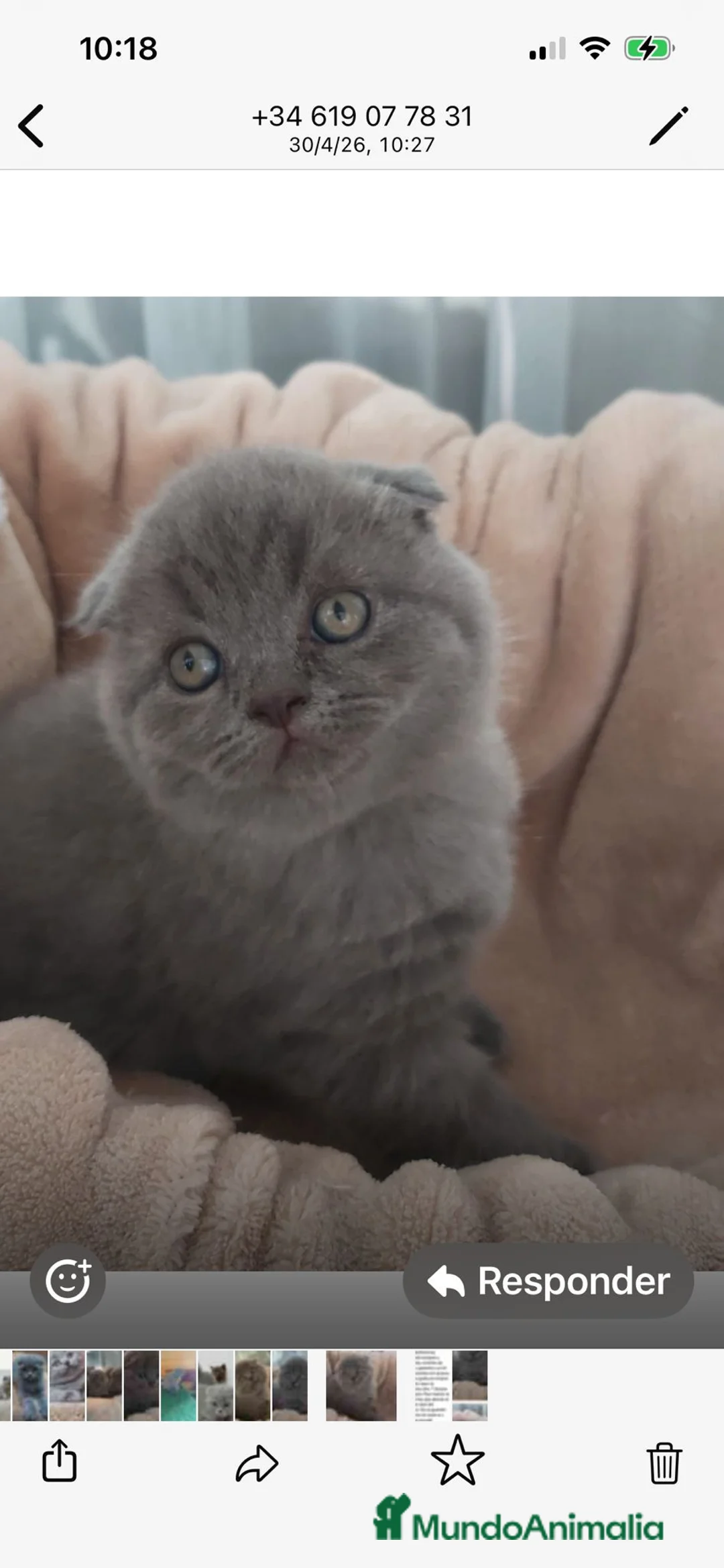 Scottish Fold gatos en venta: Macho de Scotish Fold - Anuncio 1