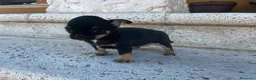 Chihuahua perros en venta: Chihuhua  - Anuncio 3
