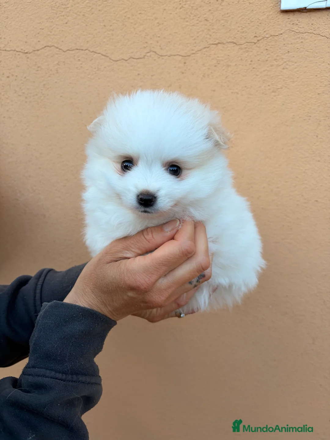 Pomsky perros en venta: Pomsky ultra miniatura - Anuncio 1