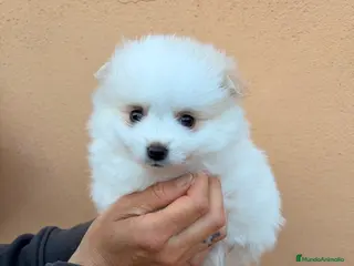 Pomsky perros Pomsky ultra miniatura - Anuncio 2