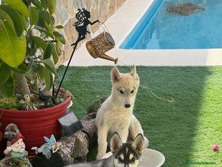 Husky Siberiano perros - Anuncio 28