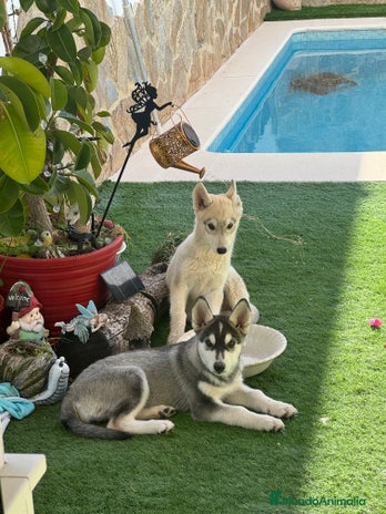 Husky Siberiano perros - Anuncio 1