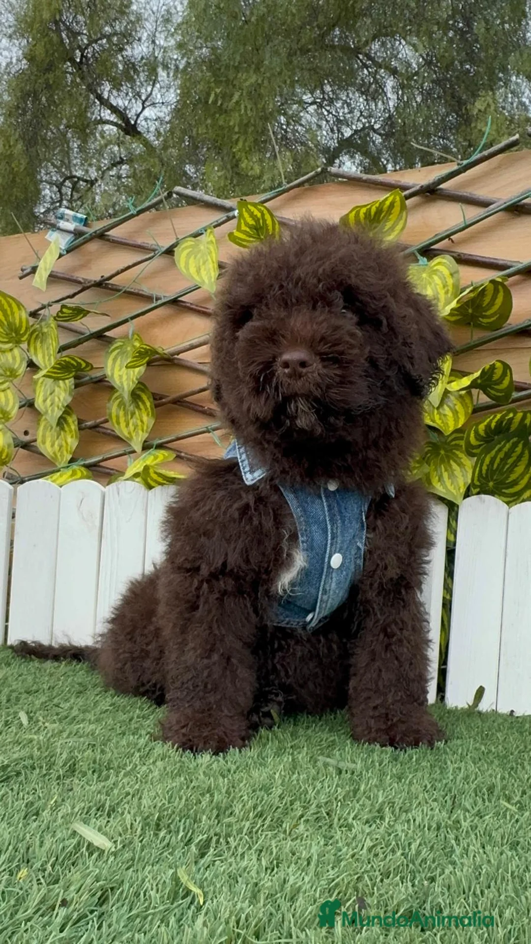 Perro de Agua Español perros en venta: PERRO DE AGUA ESPAÑOL - Anuncio 1