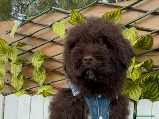 Perro de Agua Español perros PERRO DE AGUA ESPAÑOL - Anuncio 3