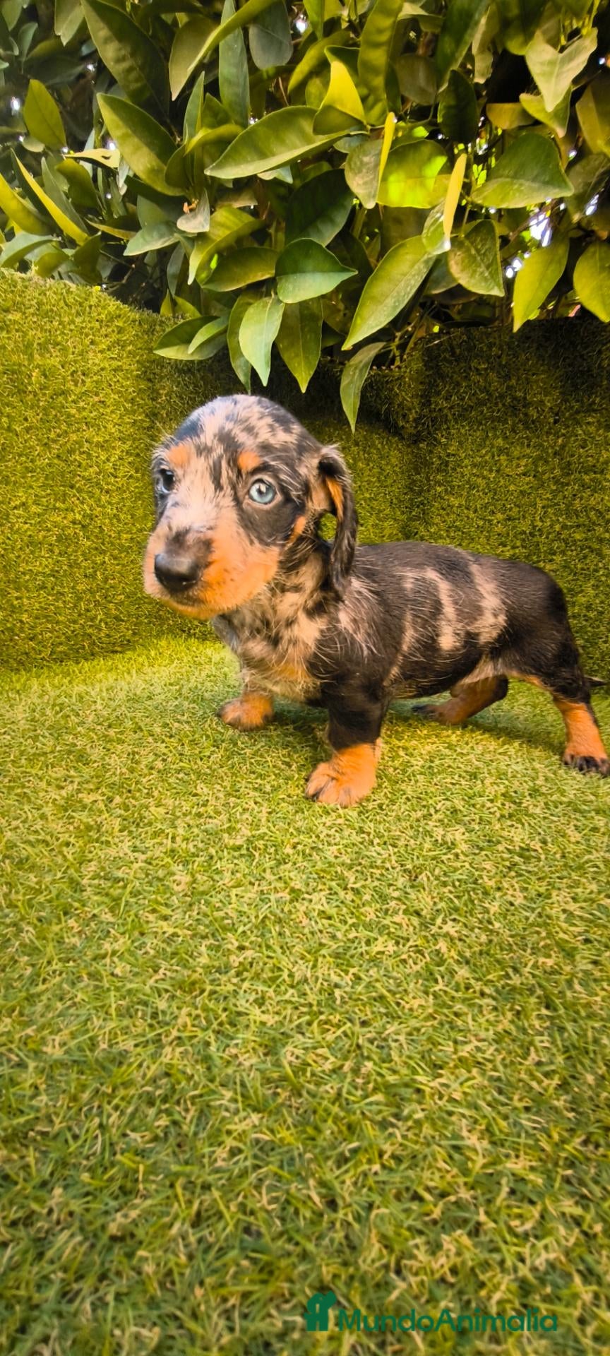 Teckel Miniatura perros camada teckel miniatura  pelo basto corto    - Anuncio 1