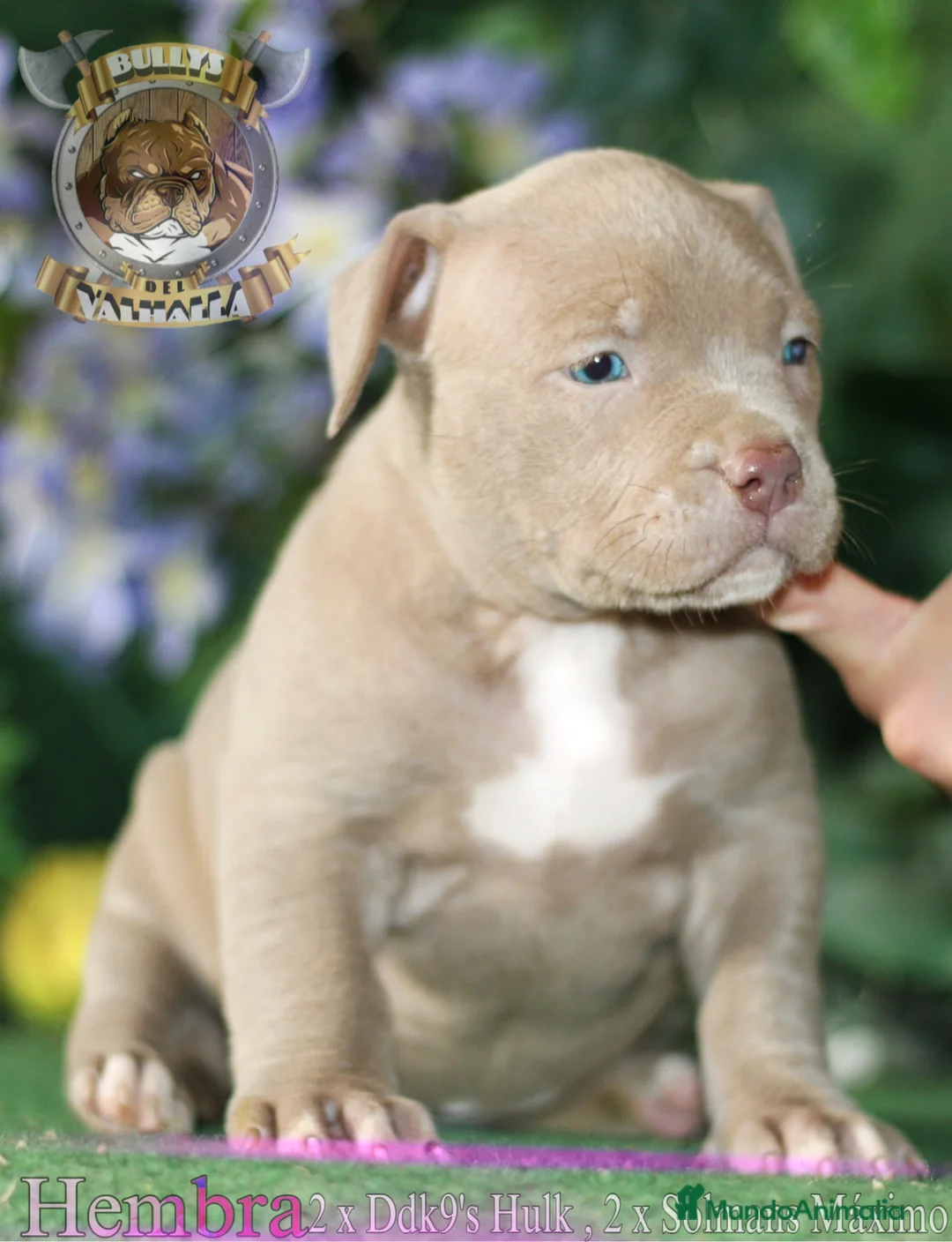 American Bully perros en venta: AMERICAN BULLY XL - 622 41 47 93 (SOLO LLAMADAS) en Sevilla - Anuncio 2