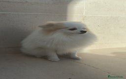 Pomerania perros en venta: Pomerania pedigree 7meses - Imagen 7