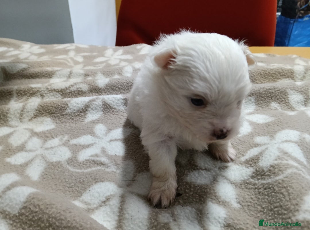 Pomerania perros en venta: LULU DE POMERANIA  - Anuncio 3