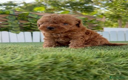 Caniche Toy perros en venta: CANICHE TOY ROJO MACHO - Imagen 9