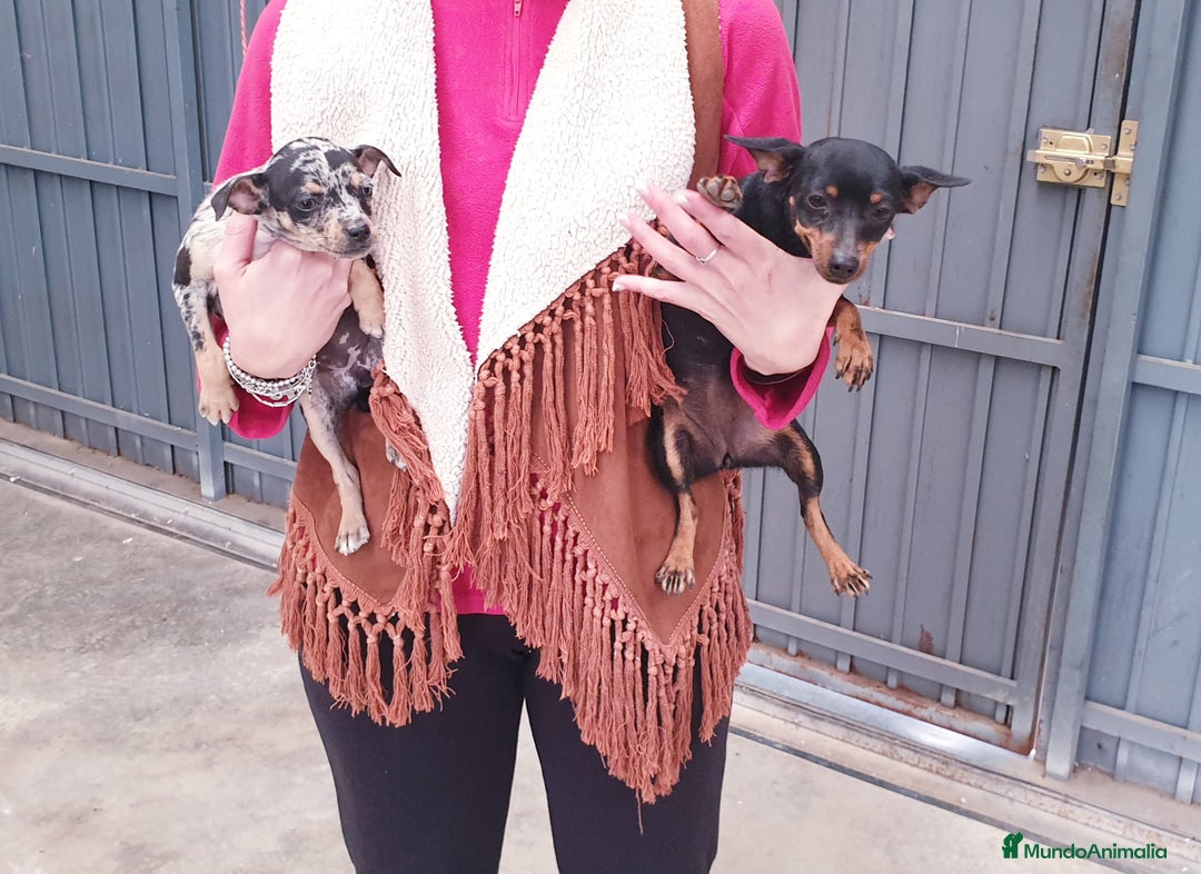 Pinscher Miniatura perros en venta: # Pincher Miniatura # - Anuncio 1