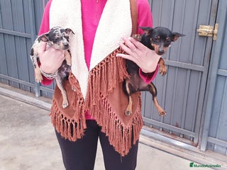 Pinscher Miniatura perros # Pincher Miniatura # - Anuncio 1