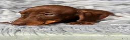 Teckel Miniatura perros en venta: Teckel chocolate - Anuncio 2