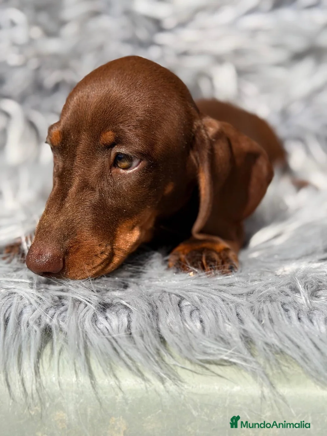 Teckel Miniatura perros en venta: Teckel chocolate - Anuncio 2