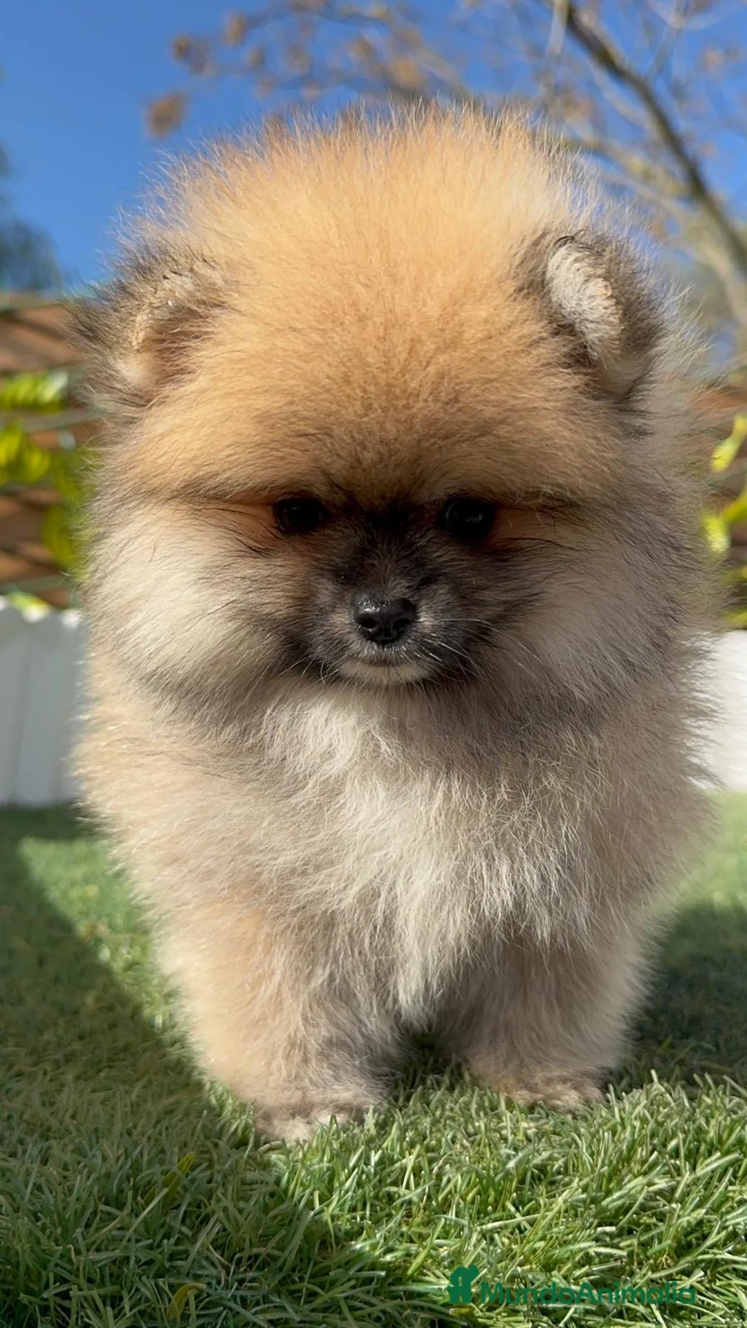 Pomerania perros en venta: POMERANIA HEMBRA - Anuncio 8