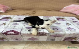 Border Collie perros en venta: Último border collie  - Imagen 4