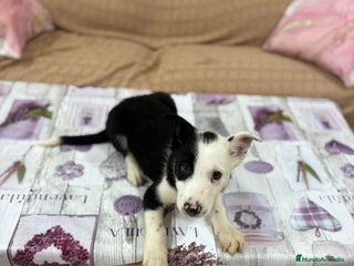 Border Collie perros - Anuncio 33