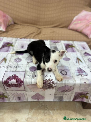 Border Collie perros - Anuncio 2