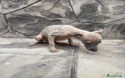 Whippet perros en venta: Whippet  - Imagen 4