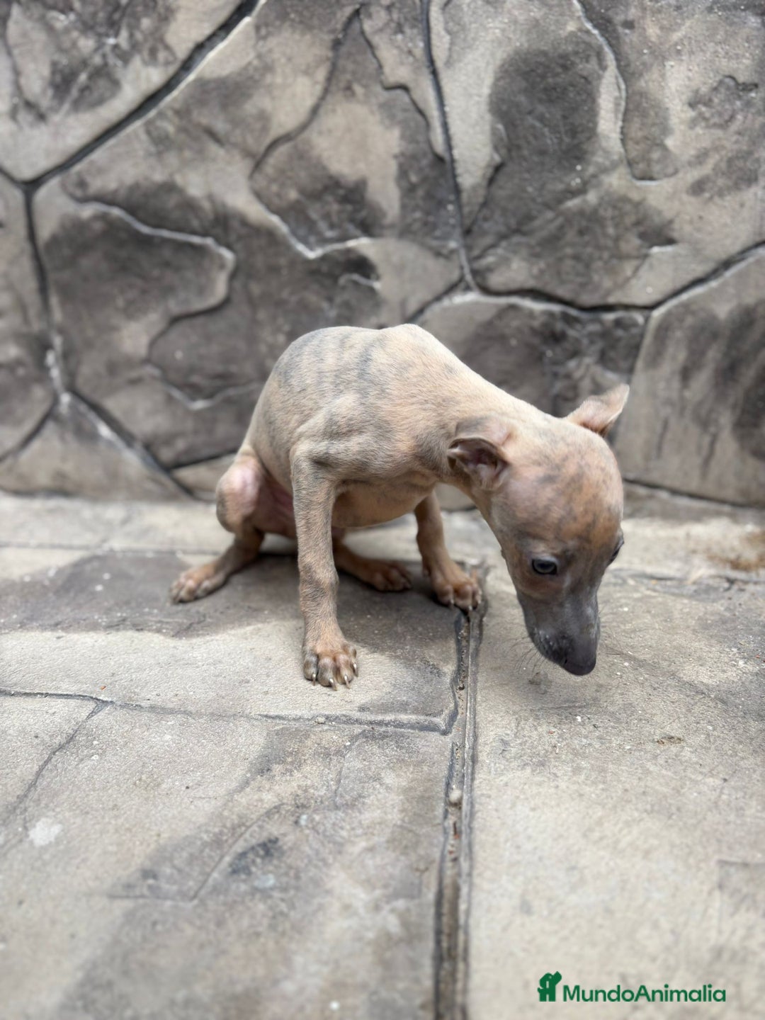 Whippet perros en venta: Whippet  - Imagen 4