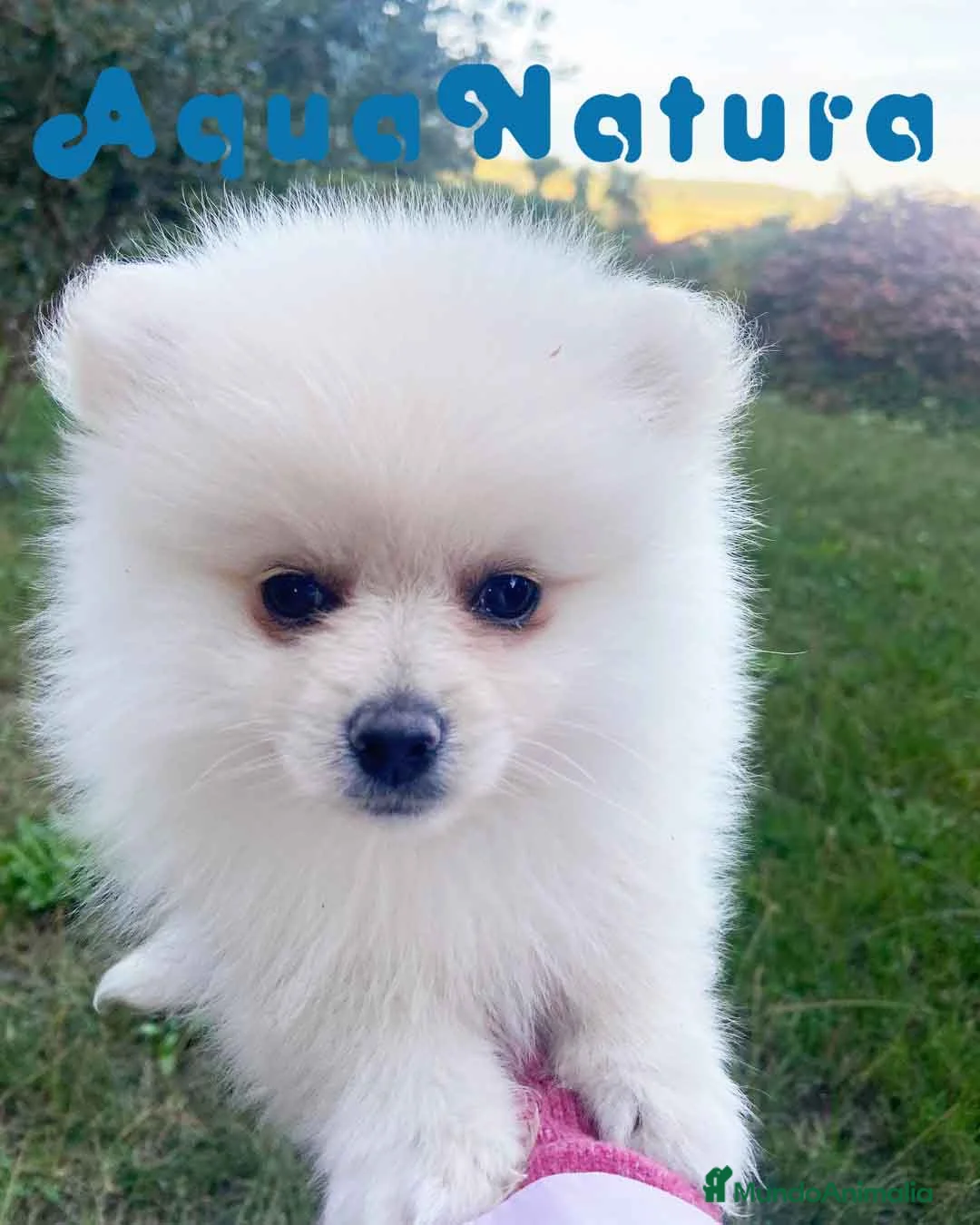 Pomerania perros en venta:  Pomerania Hembra 7520 - AQUANATURA en Barcelona - Anuncio 5