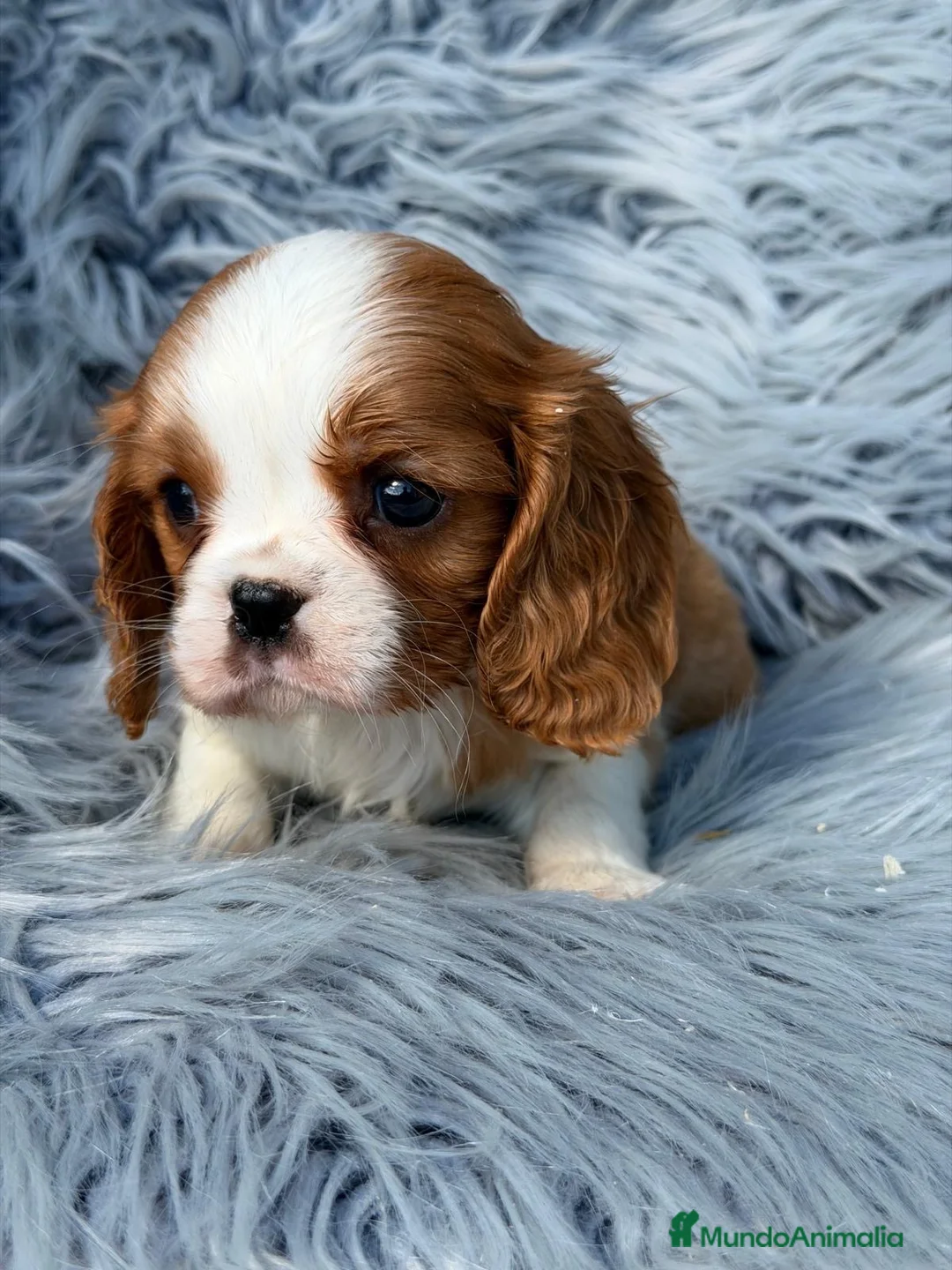 Cavalier King Charles Spaniel perros en venta: Precioso cavalier  - Anuncio 1
