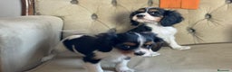 Cavalier King Charles Spaniel perros en venta: Camada de Cavallier en Madrid - Anuncio 5