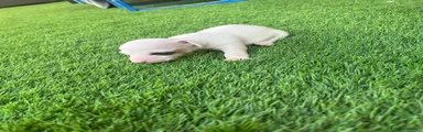 Jack Russell Terrier 4
