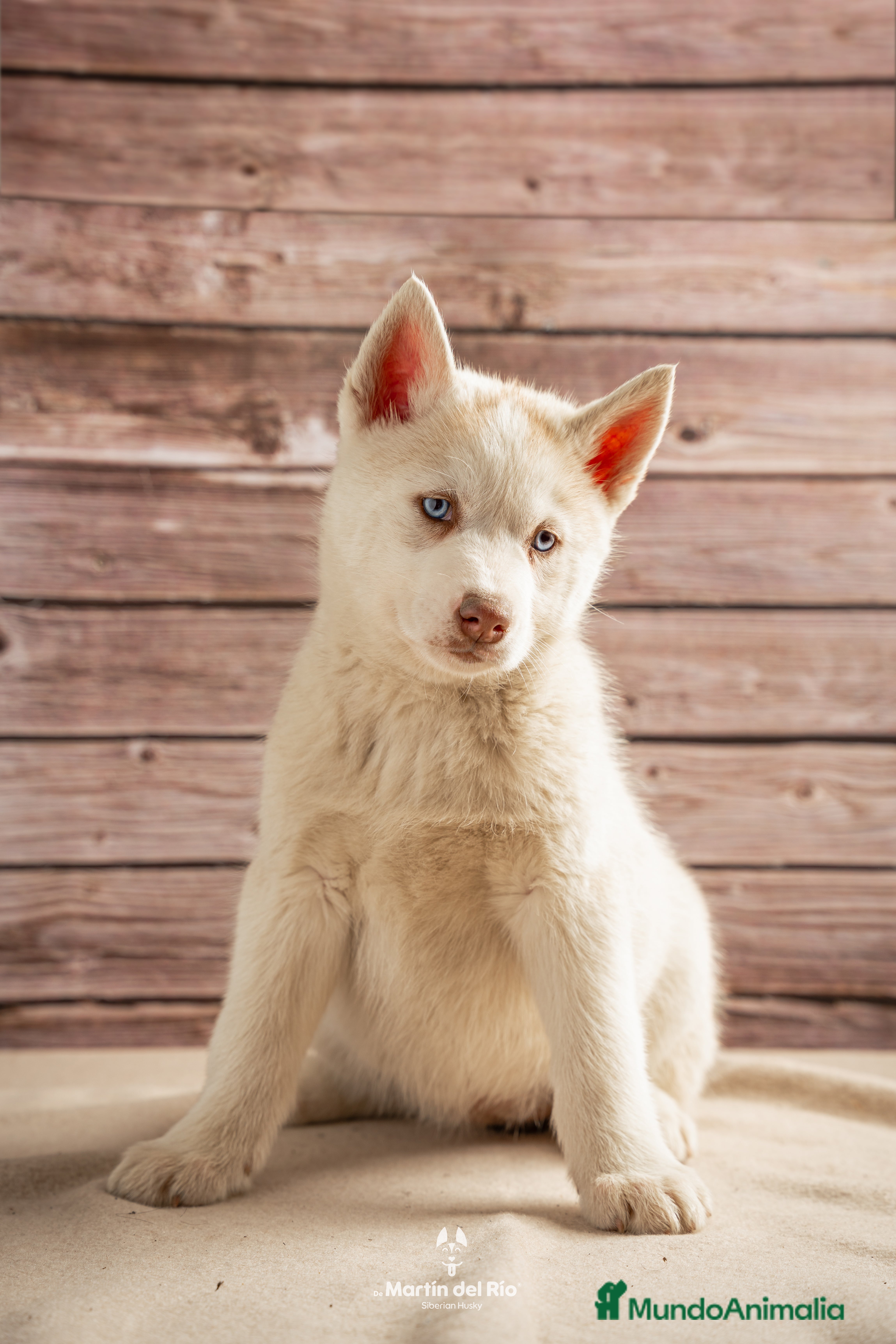 Husky Siberiano perros IDEAL CAMADA HUSKY - Anuncio 2