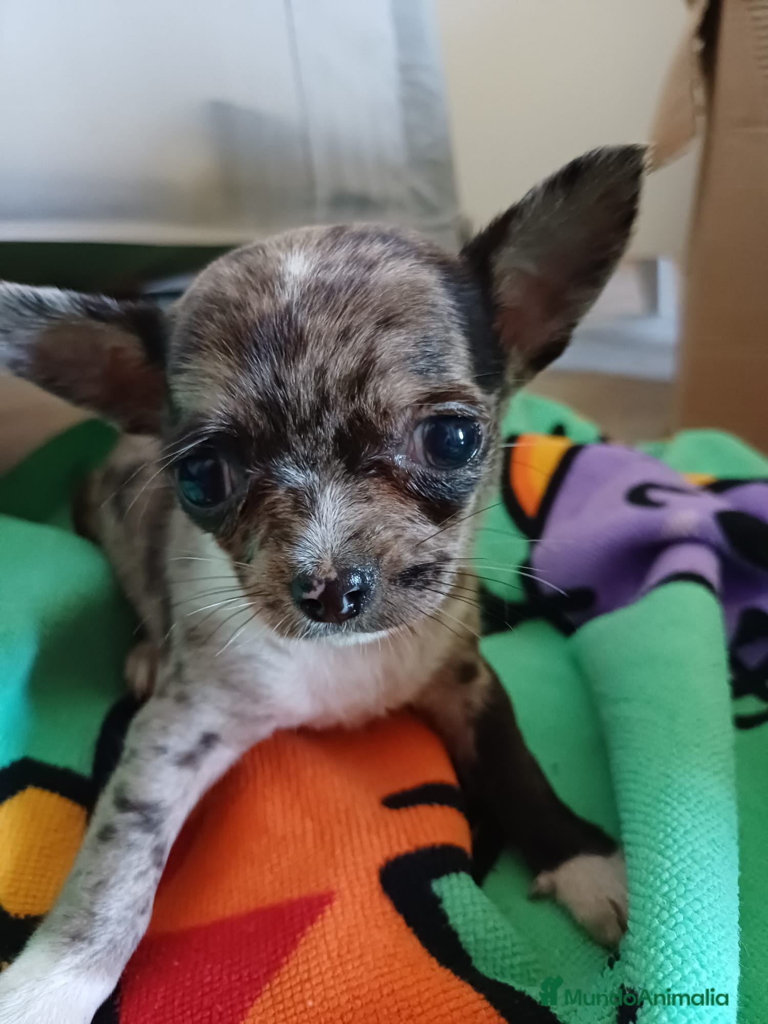 Chihuahua perros Hembra de chihuahua toys  - Anuncio 4