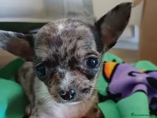 Chihuahua perros Hembra de chihuahua toys - Anuncio 4