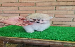 Pomerania perros en venta: Pomerania toy - Imagen 16