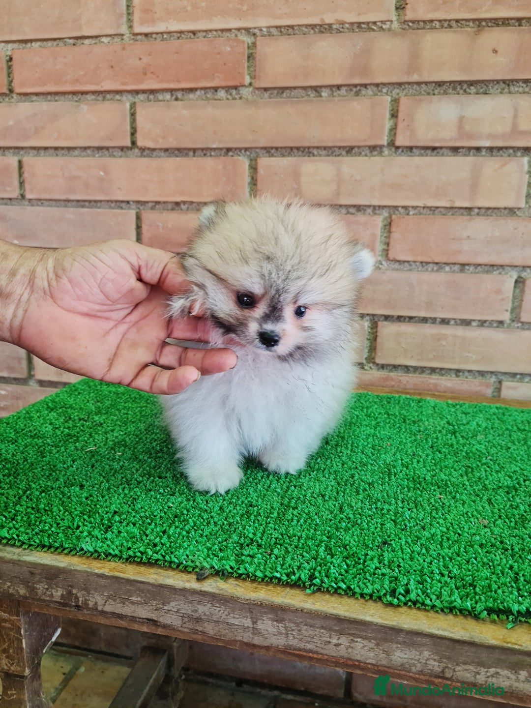 Pomerania perros en venta: Pomerania toy - Imagen 16