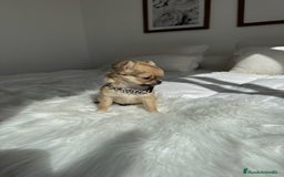 Chihuahua perros en venta: Chihuahua pelo largo - Imagen 2