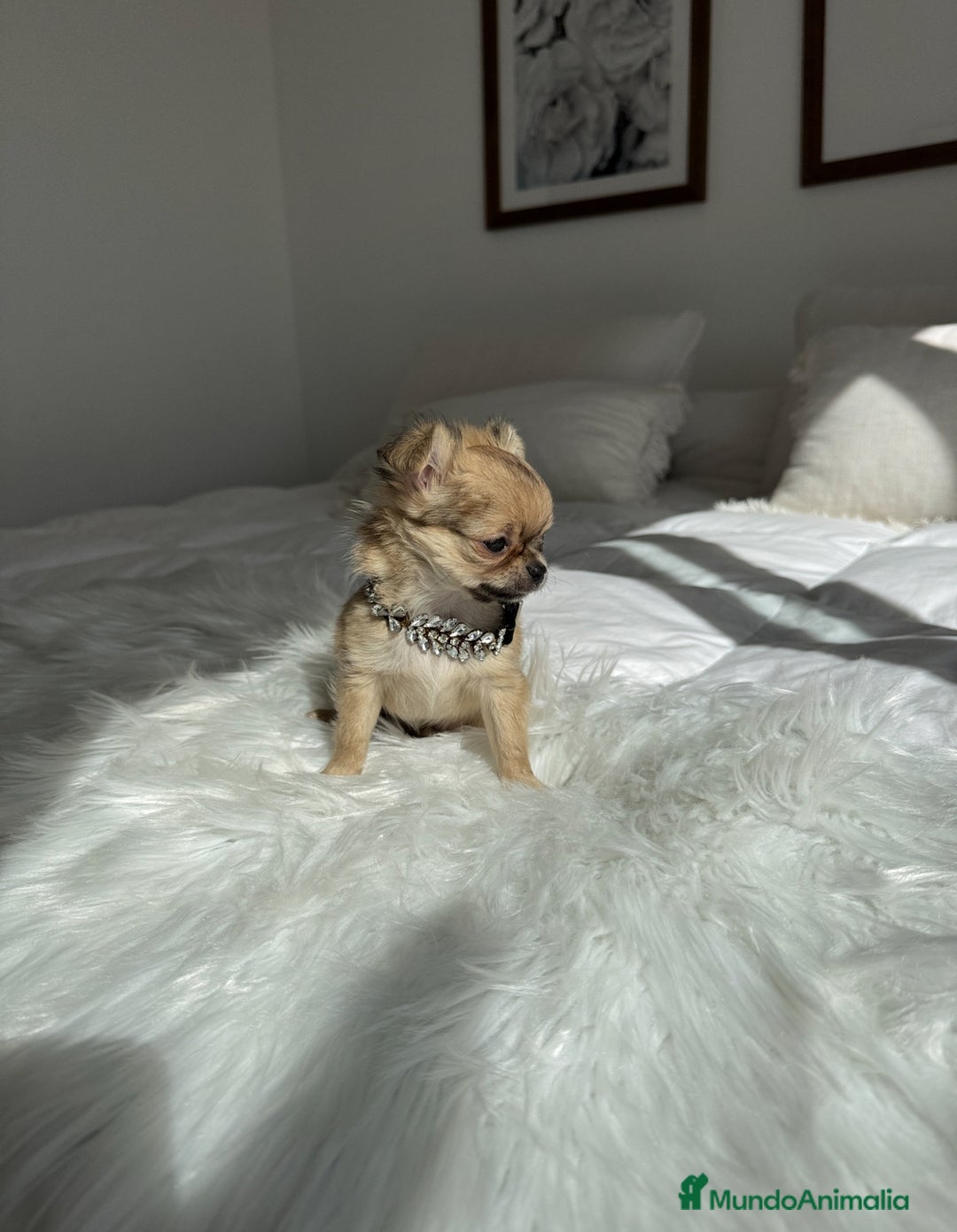 Chihuahua perros en venta: Chihuahua pelo largo - Imagen 2