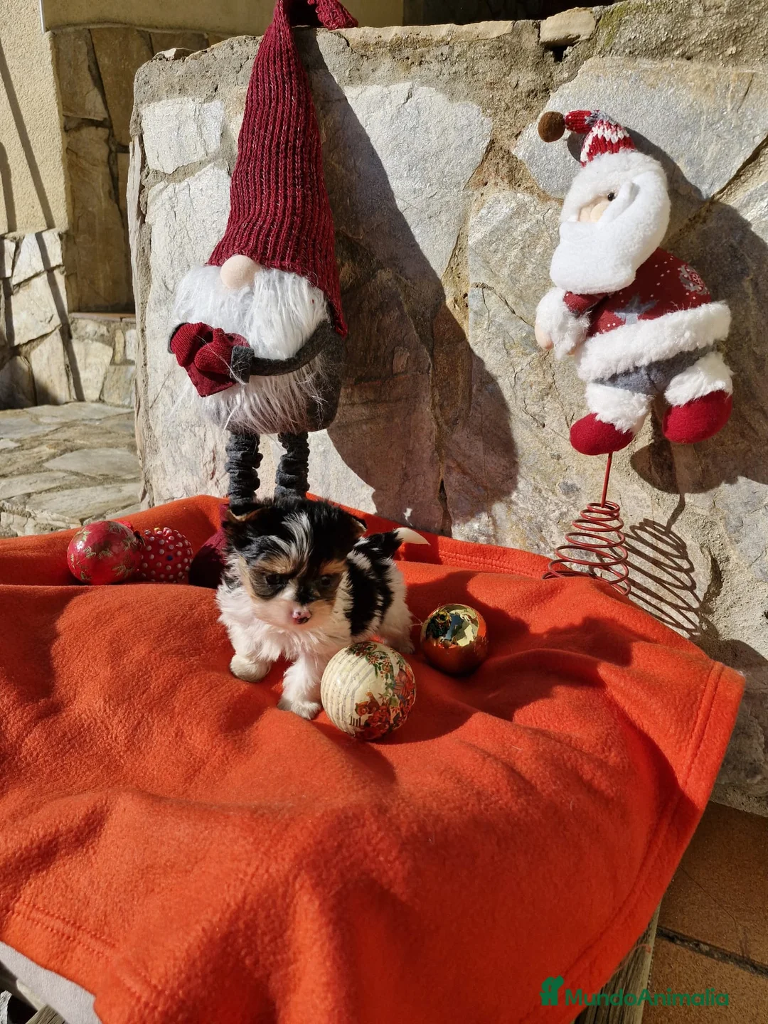 Biewer Yorkshire Terrier a la Pom Pon perros en venta: Biewers en Barcelona - Anuncio 8